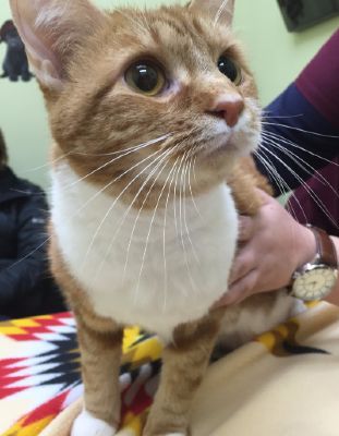 Orange and White Cat